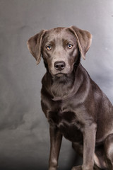 Fototapeta premium Aufmerksam schauender Labrador