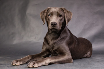 Liegender Labrador schaut aufmerksam