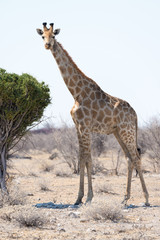 Giraffe im Etosha Nationalpark, Namibia, Afrika