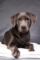 Liegender Labrador Porträt