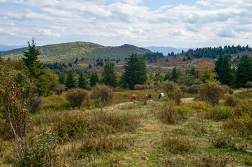 Wild ponies, Virginia's Grayson Highlands