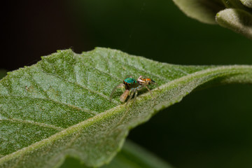 The Jumping Spider