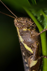 The Camouflage Grasshopper