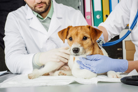 Veterinarian checking up sick dog with stethoscope