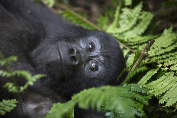 Portrait of wild free mountain gorilla © Pedro Bigeriego