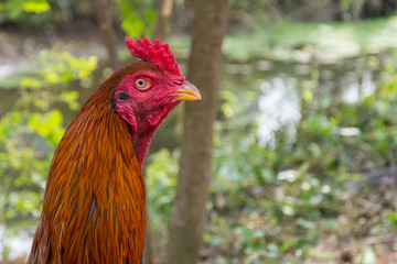 Close up Thai cock