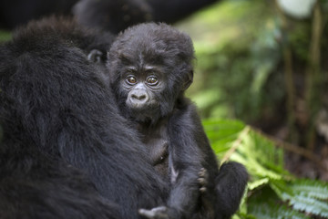 Portrait of wild free baby mountain gorilla