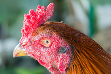 Close up head cock with red crest