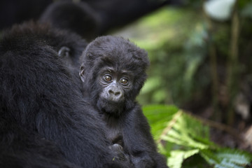 Portrait of wild free baby mountain gorilla