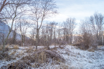 park, forest with frost, winter landscape