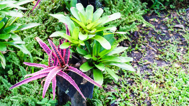 Bromeliad and Cryptanthus decoration in the  garden
