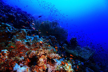 Naklejka na ściany i meble coral reef in the warm sea