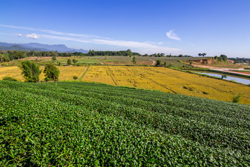 Tea plantation in Chiang rai, Thailand