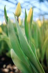 a lot of yellow tulips
