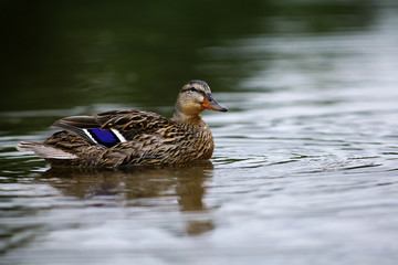 landscape wildlife duck drakes