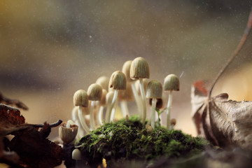 Fototapeta na wymiar small poisonous mushrooms toadstool group psilocybin