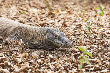 the largest lizard in the world