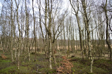 Naklejka premium Moorbirken im Hochmoor