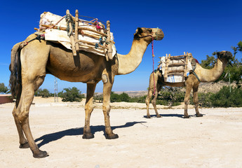Camels in Sahara Desert, Africa