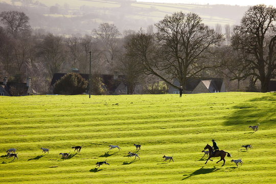 Foxhounds of The Heythrop Hunt near Stow-on-the-Wold, Gloucestershire for the traditional New Year Hunt Meet, Cotswolds, UK