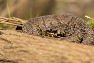 Snake