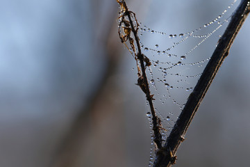 Tiny water droplets covering a spider web on a tree branch