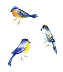 animal set with hand painting birds watercolor. isolated on white background.