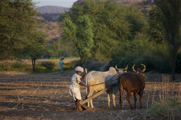 Farmer using pair of oxen to plough field for lentil crop in fields at Nimaj, Rajasthan, Northern India