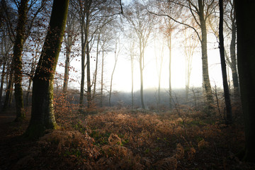 Beautiful forest autumn sunrise