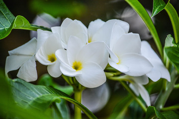 Fototapeta na wymiar A natural arrangement of white flower.