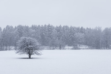 Isolated tree and snowfall against Swedish forest during the winter.