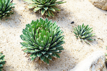 Agave victoria reginae or Queen victoriae agave in garden