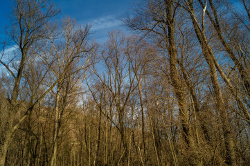 Obraz na płótnie Canvas Trees in a park on winter season