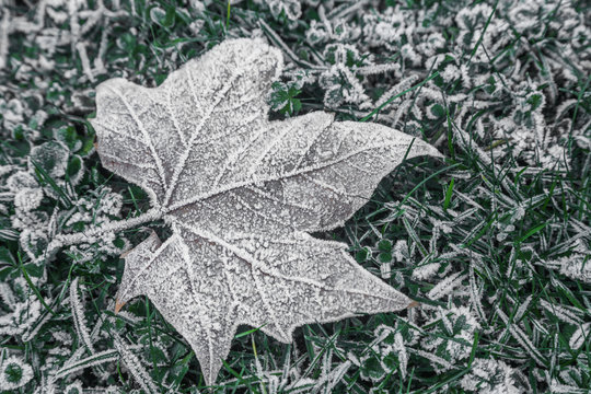 Eisblatt