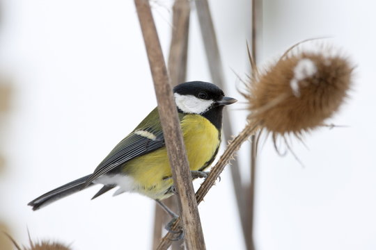 Great Tit perches on teasel plant by a snowy slope, The Cotswolds, UK