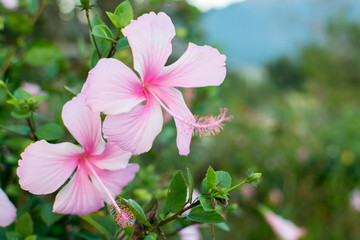 Pink hibiscus flowers