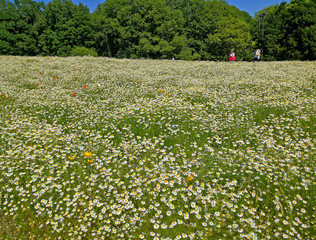 Daisy field at The Expo'70 Commemorative Park, Osaka, Japan