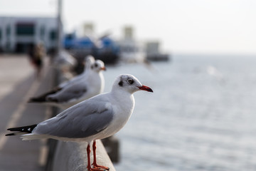 Obraz premium Seagulls