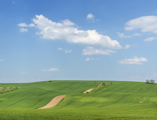 green fields and white clouds in the sky
