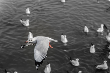 Seagulls