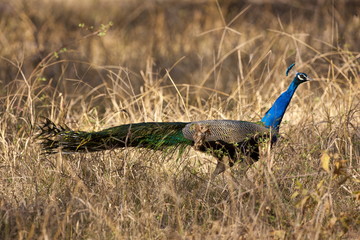 Peacock, national bird of India, in Ranthambhore National Park, Rajasthan, Northern India