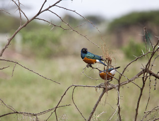 Superb starling in Kenya