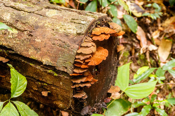 Bright reddish orange mushrooms sprouting from the end of a cut log. Located in the interior tropical jungle on the island of Koh Kood, Thailand.
