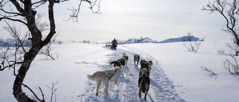 Alaskan Huskies dog-sledding at Villmarkssenter wilderness centre on Kvaloya Island, Tromso in Arctic Circle, Northern Norway