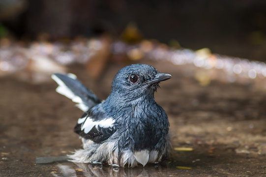 Oriental magpie robin (Copsychus saularis ), beautiful bird in puddle.