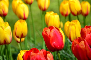 Beautiful spring tulip flowers in Keukenhof park in Netherlands (Holland)