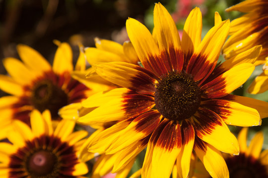 Brilliant sunflowers burst with color in a brightly lit display of yellows, reds, and browns.