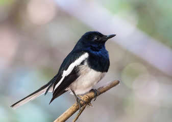 Oriental magpie robin (Copsychus saularis ), beautiful bird on branch,Thailand.