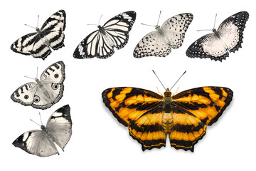 Obraz premium Orange butterflies on white background
