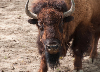 Great American Bison looking forward himself